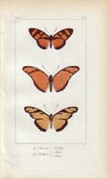 butterfly70