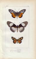 butterfly71