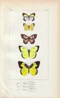 butterfly75