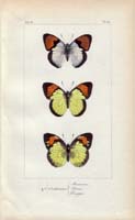 butterfly77